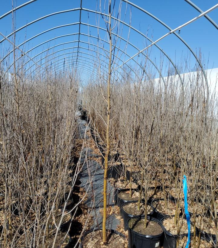 BETULA PLATYPHYLLA `PARKLAND PILLAR`