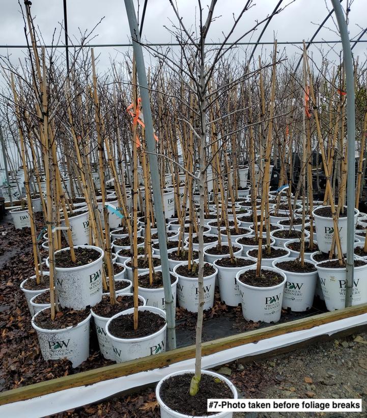 CRATAEGUS CRUSGALLI `CRUSADER`