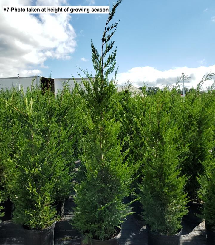 CUPRESSOCYPARIS X LEYLANDII