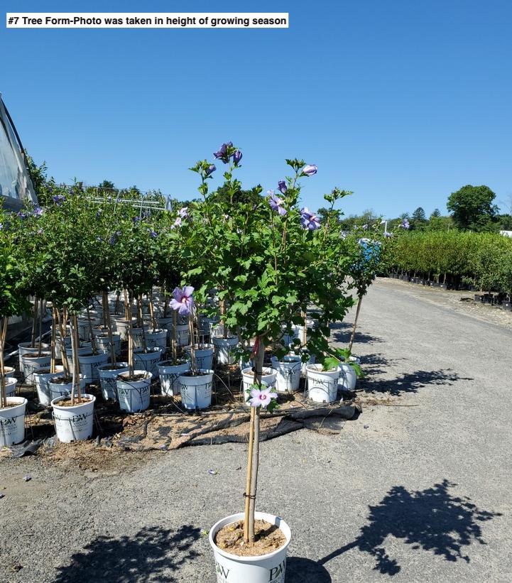 HIBISCUS SYR. `AZURRI BLUE SATIN`