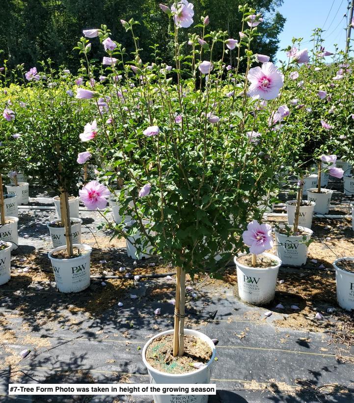 HIBISCUS SYR. `LAVENDER CHIFFON` - TREE