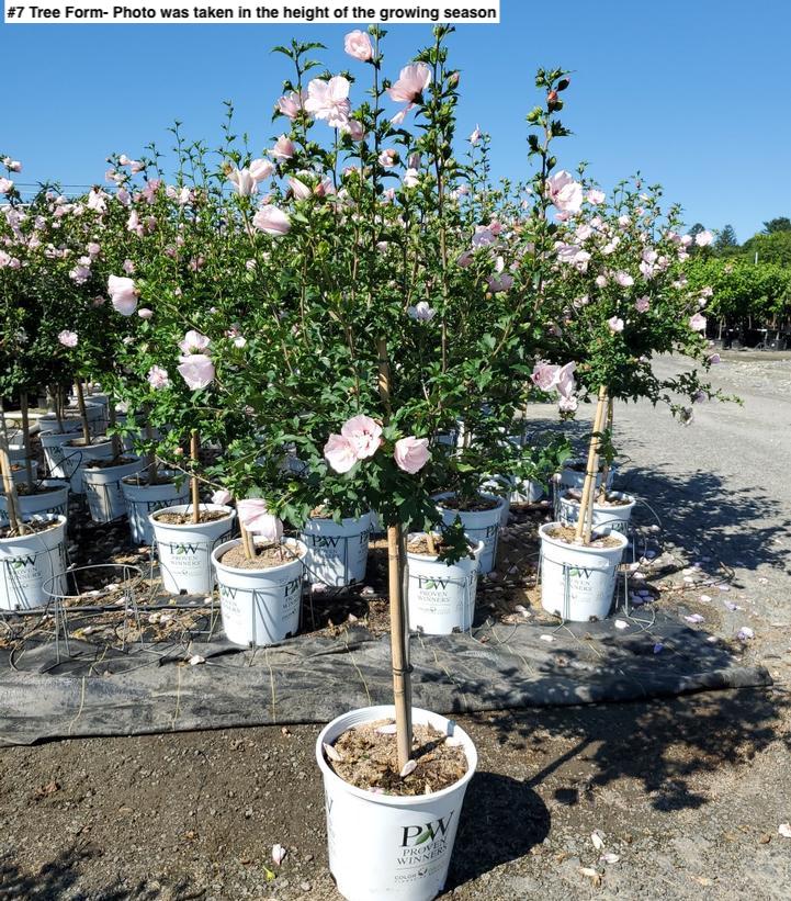 HIBISCUS SYR. `PINK CHIFFON`