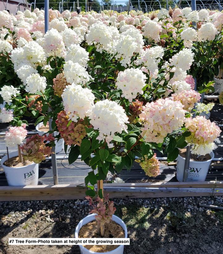 HYDRANGEA PAN. `FIRE LIGHT`