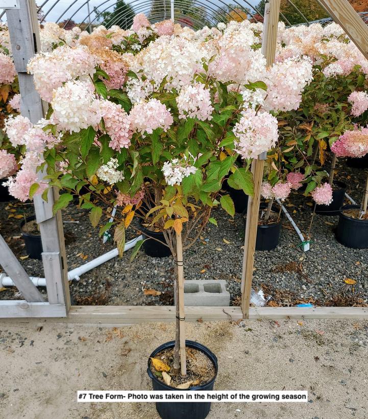 HYDRANGEA PAN. `PHANTOM` - TREE
