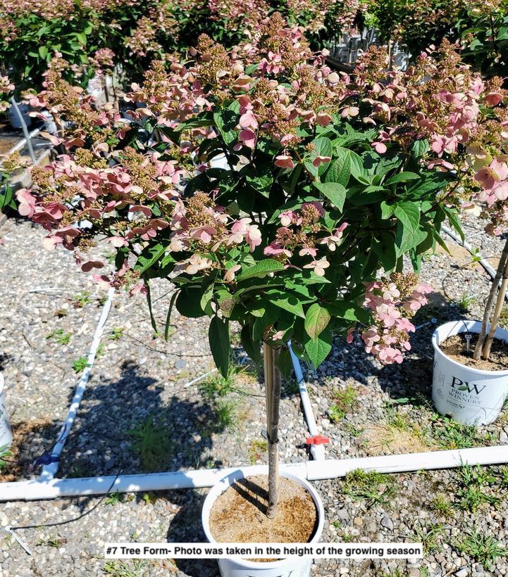 HYDRANGEA PAN. `QUICK FIRE` - TREE