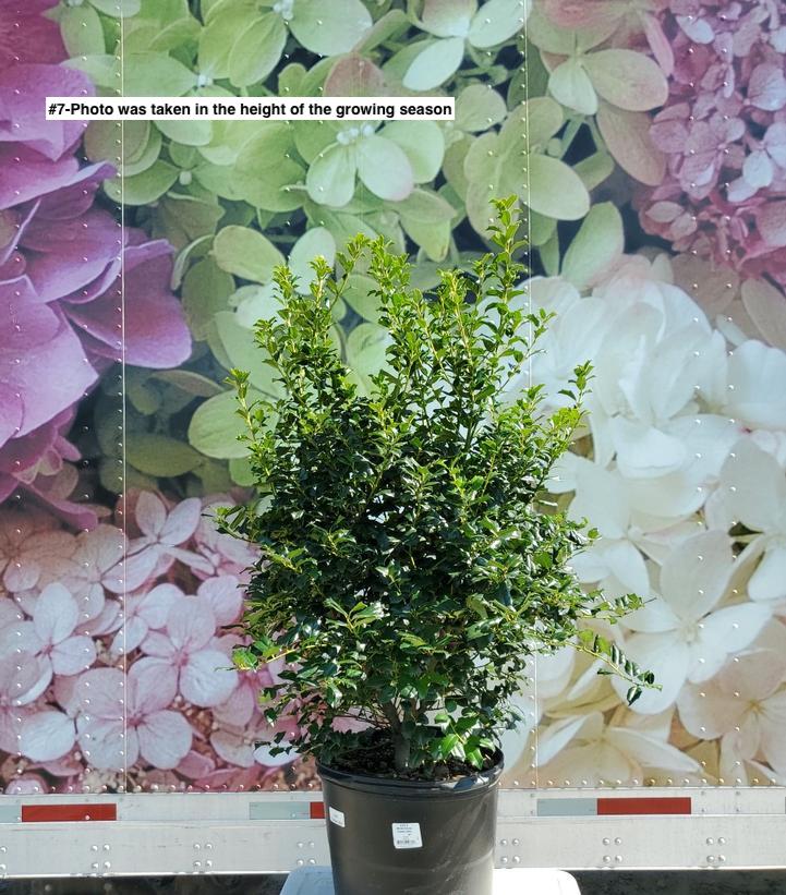 ILEX X MESERVEAE `CHINA GIRL`