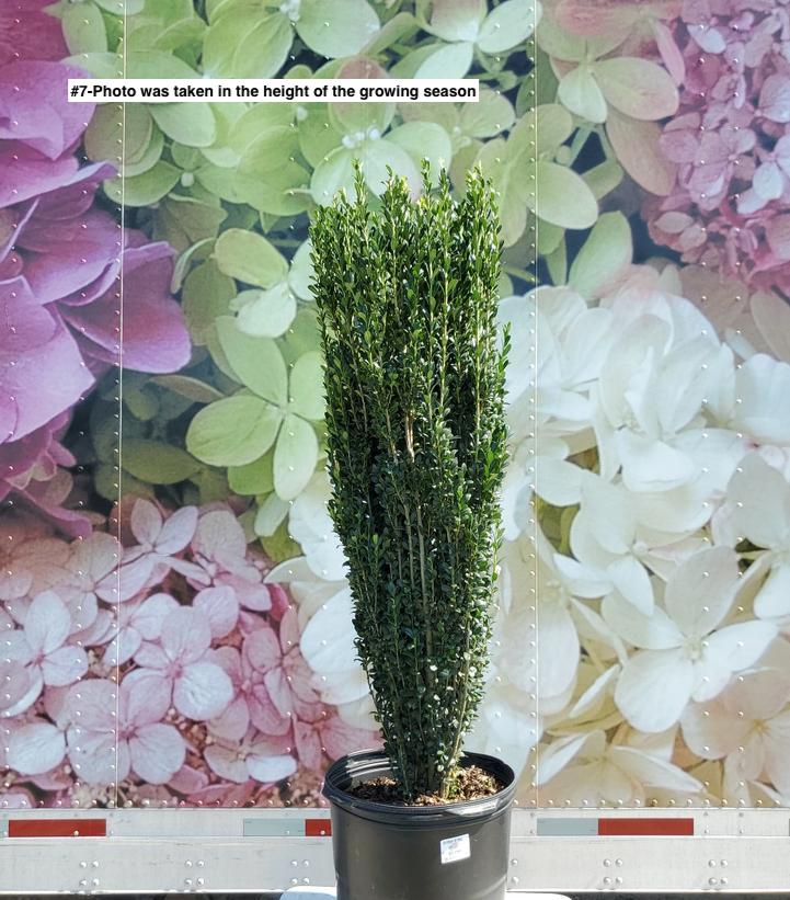 ILEX CRENATA `SKY PENCIL`