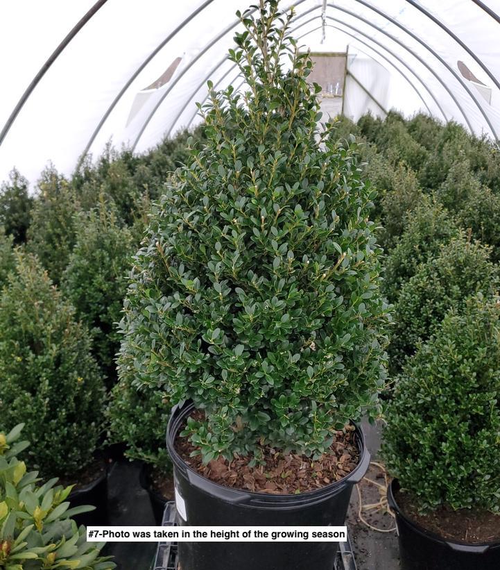 ILEX CRENATA `STEEDS`