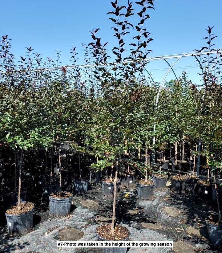 MALUS X `ROYAL RAINDROPS`