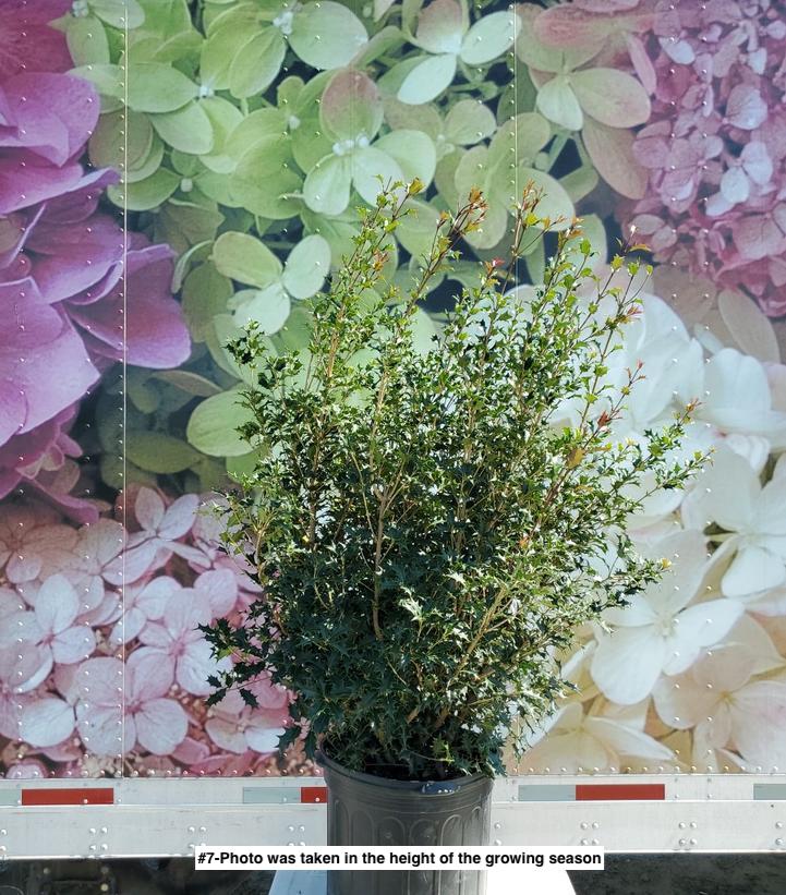 OSMANTHUS HETEROPHYLLUS `GULFTIDE`