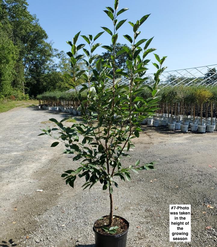 PRUNUS `MONTMORENCY` CHERRY TART