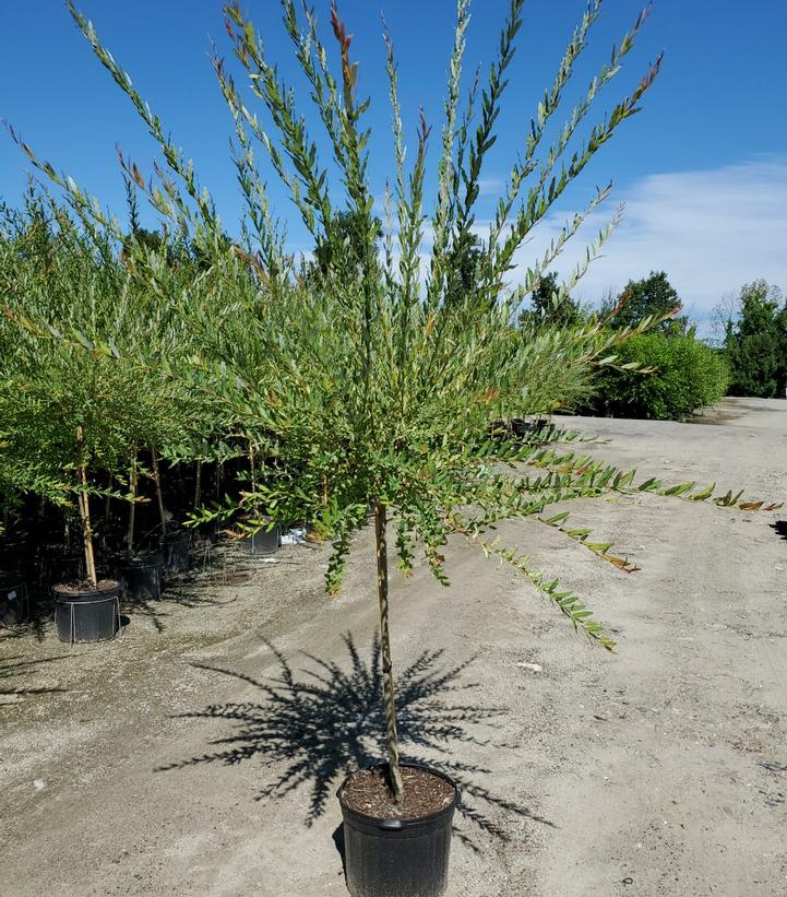 SALIX INTEGRA `HAKARO NISHIKI`