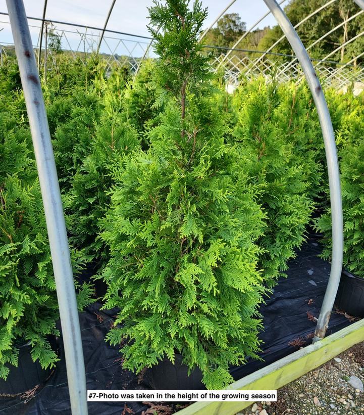 THUJA X `GREEN GIANT`