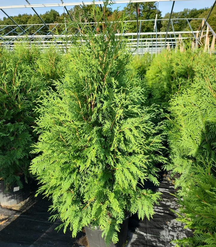 THUJA X `GREEN GIANT`