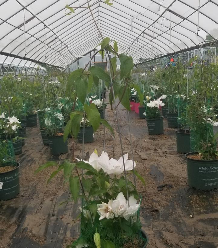 CLEMATIS `HYDE HALL`