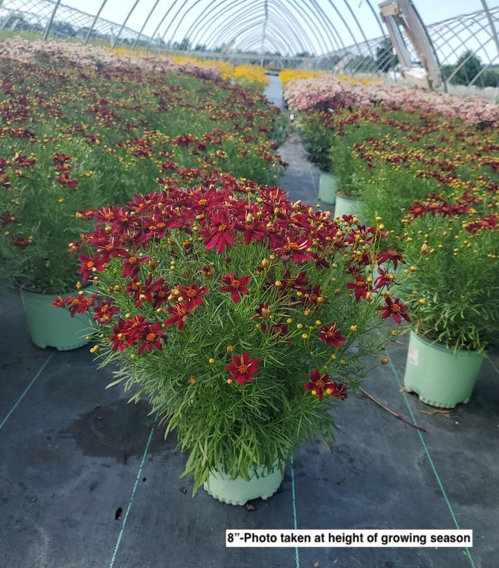 COREOPSIS PT `RED SATIN`