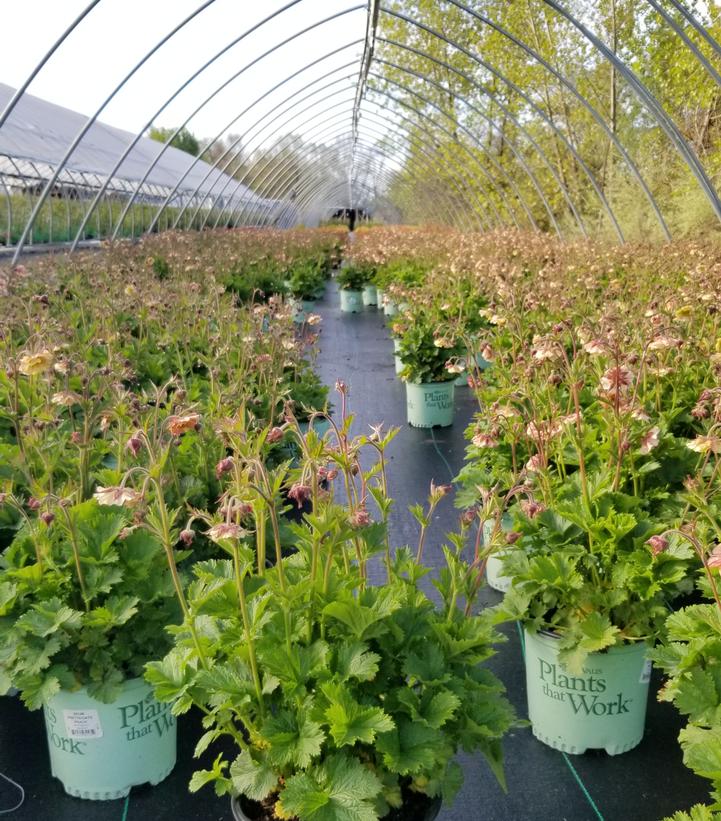GEUM PRETTICOATS `PEACH`
