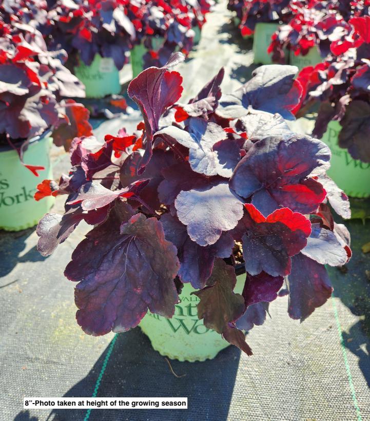HEUCHERA NORTHERN EXPOSURE `BLACK`