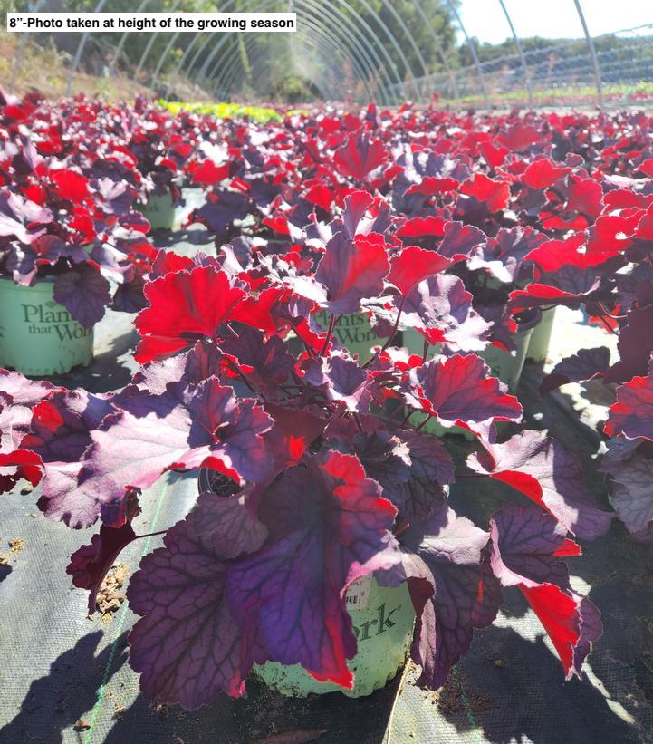 HEUCHERA NORTHERN EXPOSURE `PURPLE`