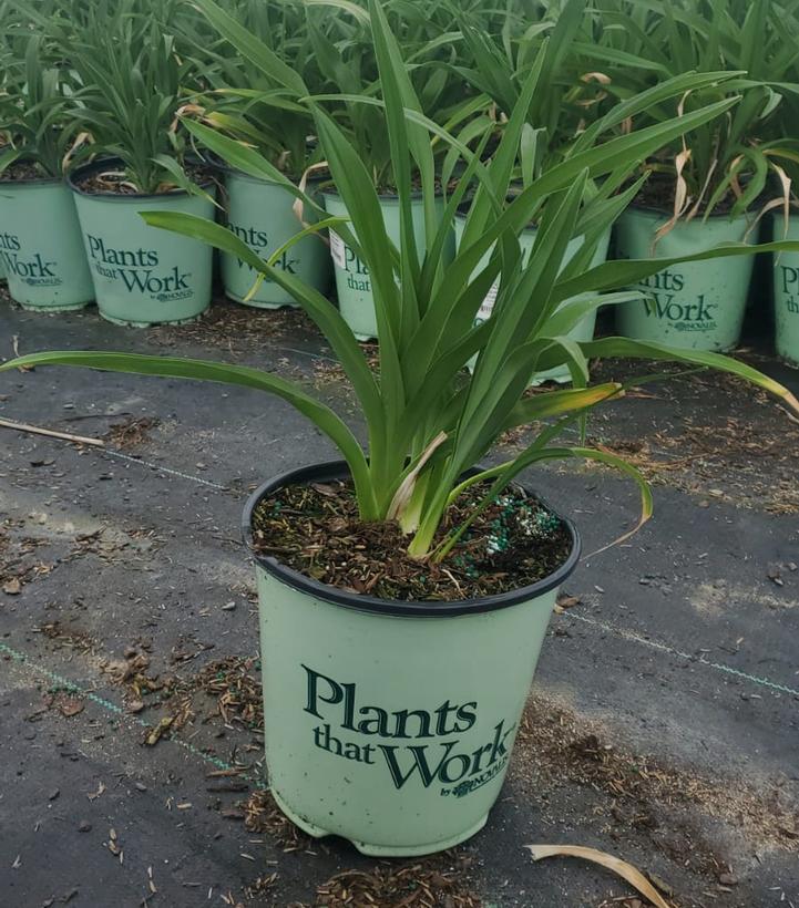 HEMEROCALLIS `RED HOT RETURNS`