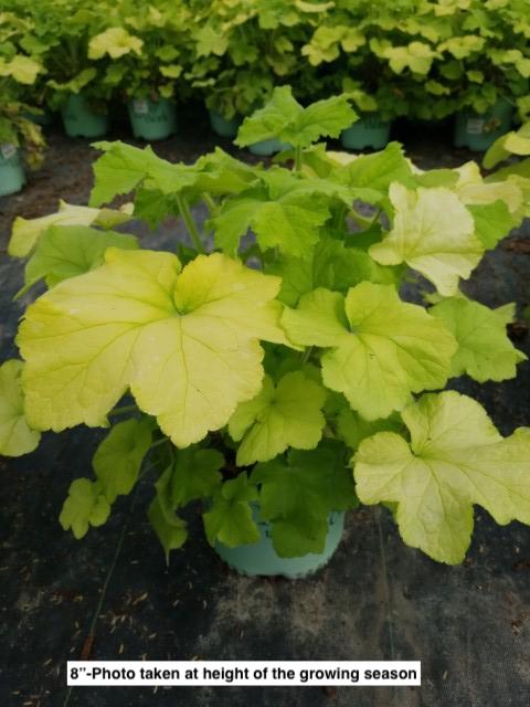 HEUCHERA `GUACAMOLE`