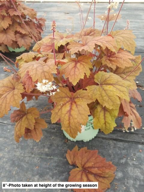HEUCHERELLA `SWEET TEA`