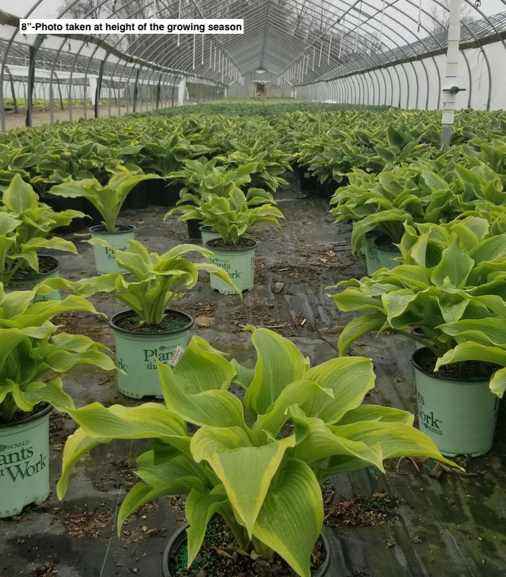 HOSTA `ATLANTIS`