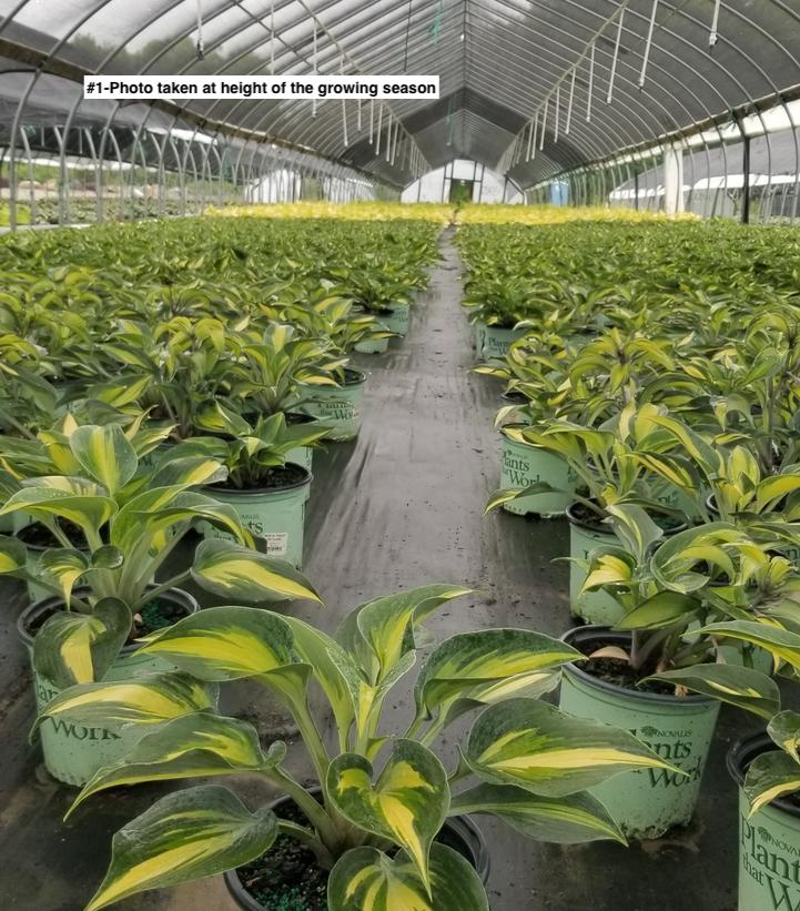 HOSTA `TOUCH OF CLASS`