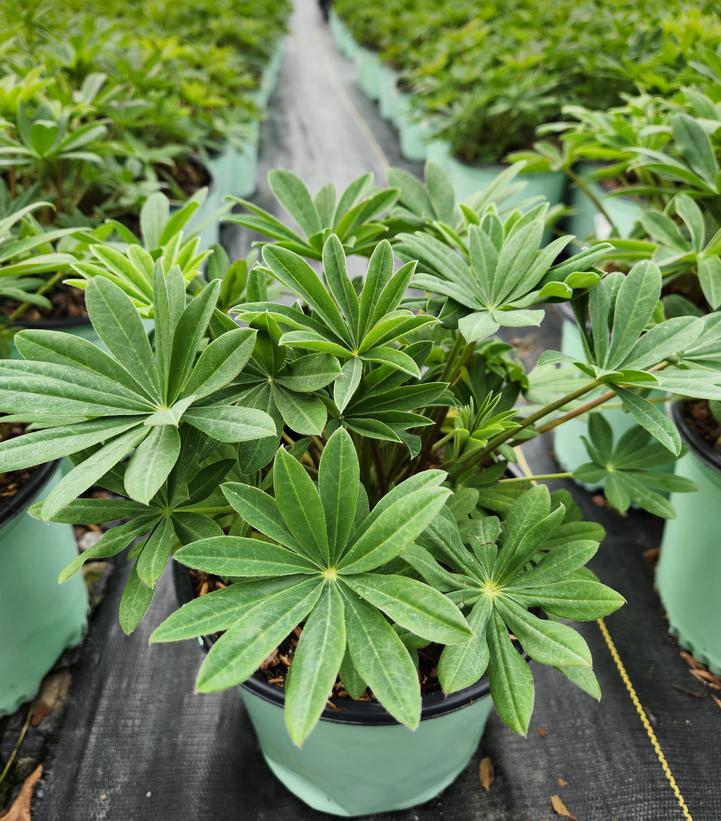 LUPINUS WESTCOUNTRY™ `TOWERING INFERNO`