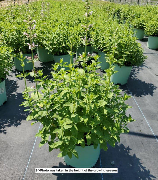 NEPETA FAASSENII `WHISPURR PINK`