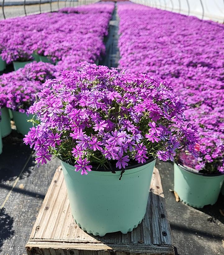 PHLOX `ROCKY ROAD GRAPE`