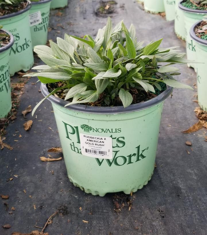 RUDBECKIA X `AMERICAN GOLD RUSH`