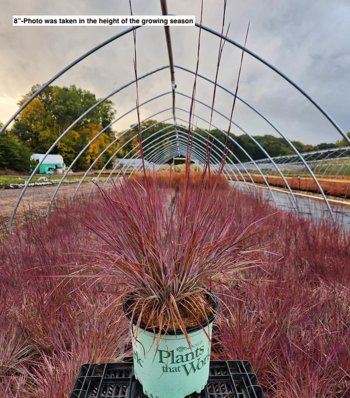 SCHIZACHYRIUM SCOPARIUM `CHAMELEON`