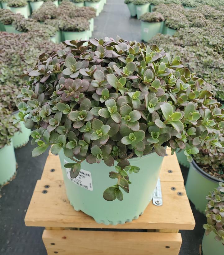 SEDUM SUN SPARKLER `FIRECRACKER`