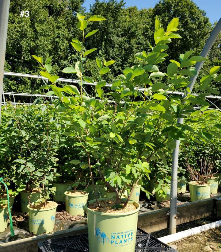 AMELANCHIER CANADENSIS - CLUMP