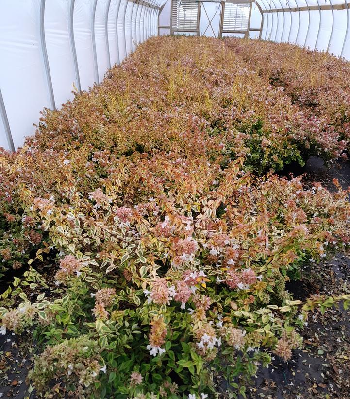ABELIA X GRANDIFLORA `RADIANCE`