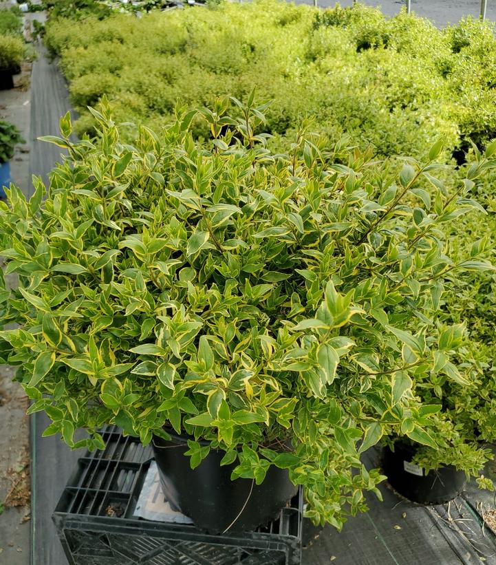 ABELIA X GRANDIFLORA `KALEIDOSCOPE`
