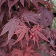 ACER PALMATUM `BLOODGOOD`
