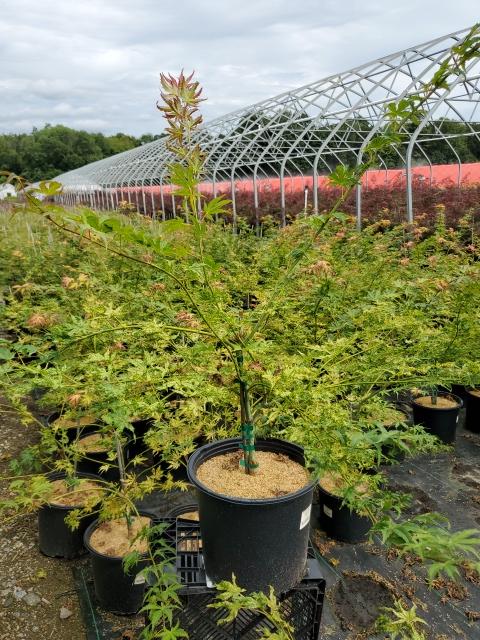 ACER PALMATUM `PEACHES & CREAM`