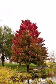 ACER RUBRUM `RED SUNSET`