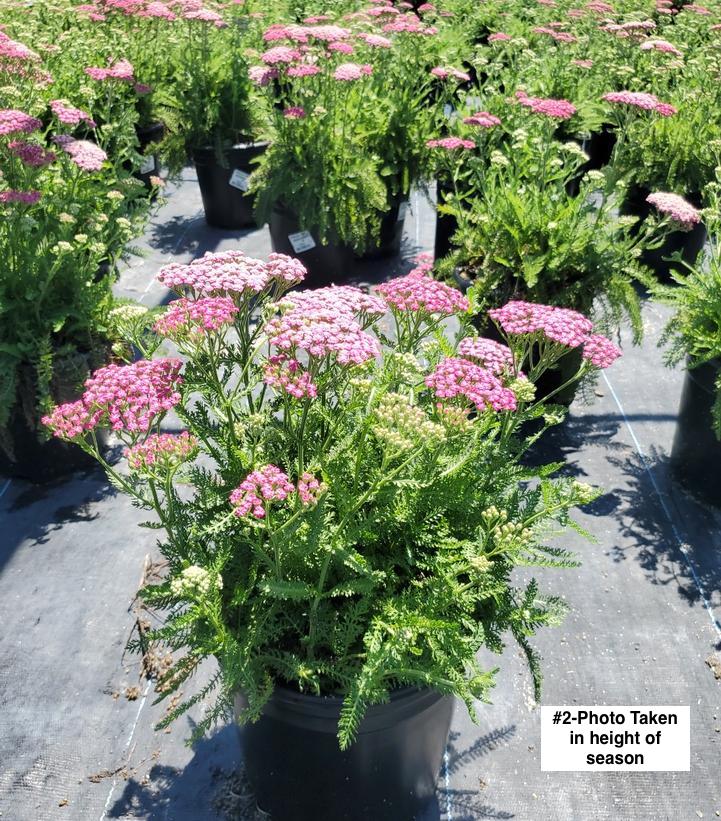 ACHILLEA `PINK GRAPEFRUIT`