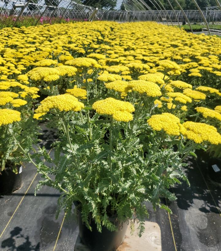 ACHILLEA FILIPENDULINA `MOONSHINE`