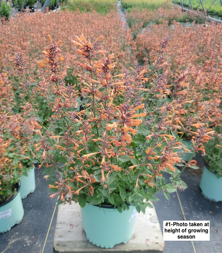 AGASTACHE `KUDOS MANDARIN`