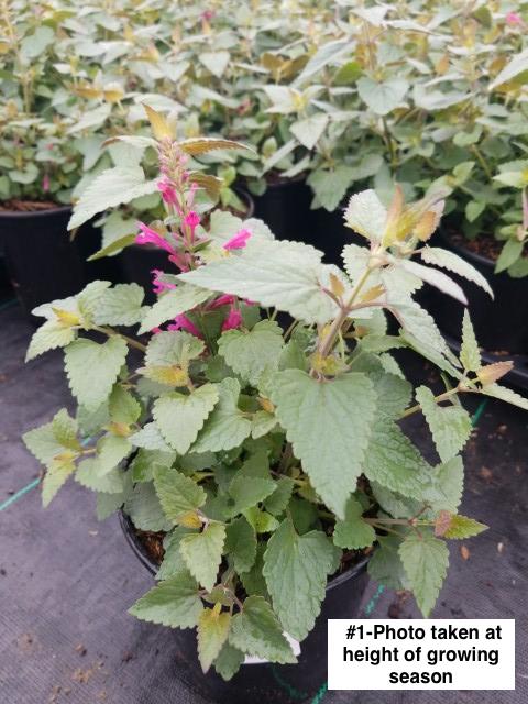 AGASTACHE `MORELLO`