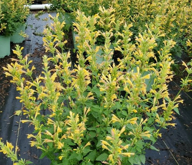 AGASTACHE `KUDOS YELLOW`