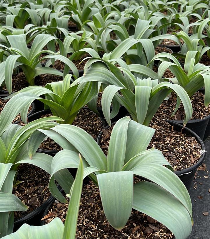 ALLIUM `GLOBEMASTER`