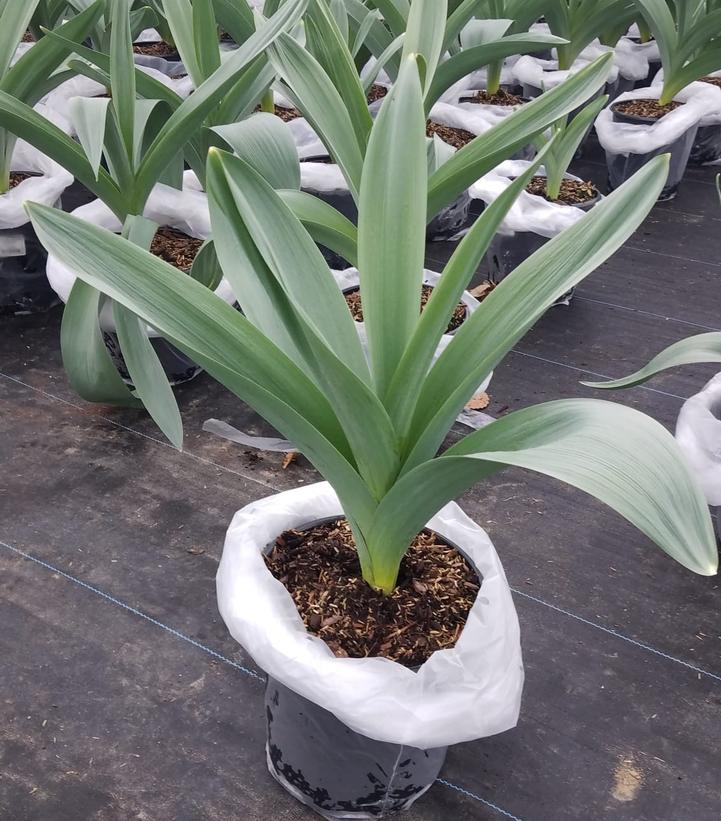 ALLIUM `MOUNT EVEREST`