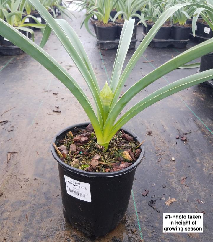 ALLIUM KARATAVIENSE
