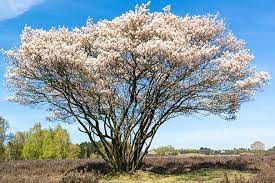 AMELANCHIER CANADENSIS - CLUMP