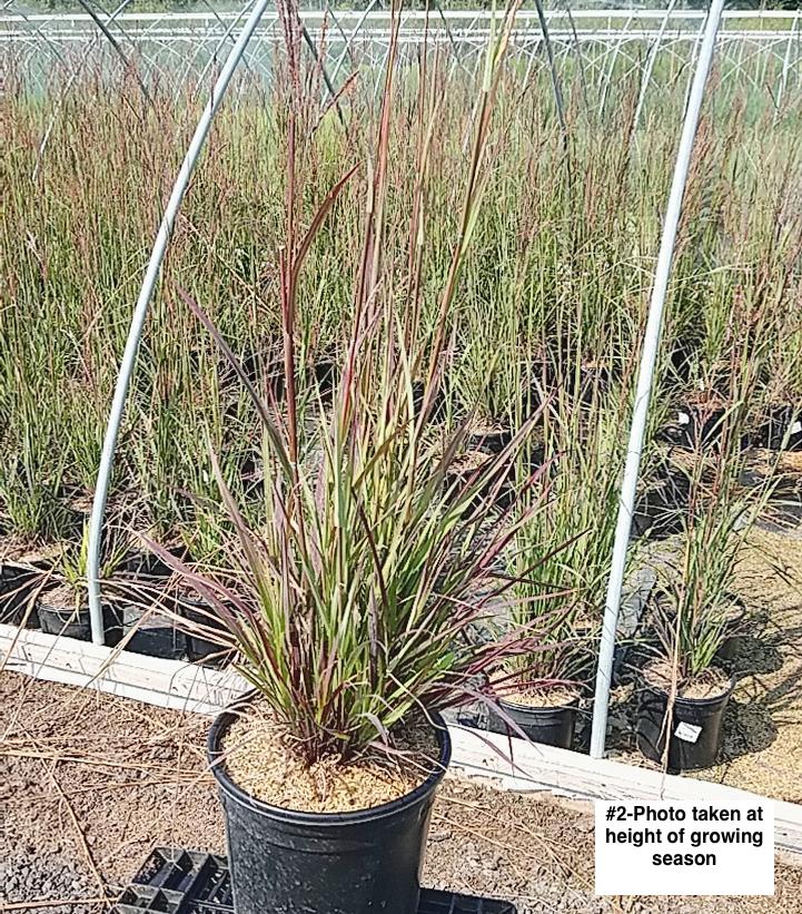 ANDROPOGON GERARDII `KARL`S COUSIN`